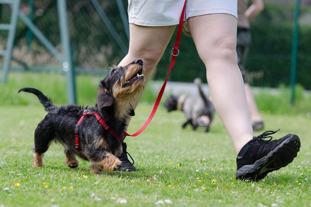 Dog Training - group training