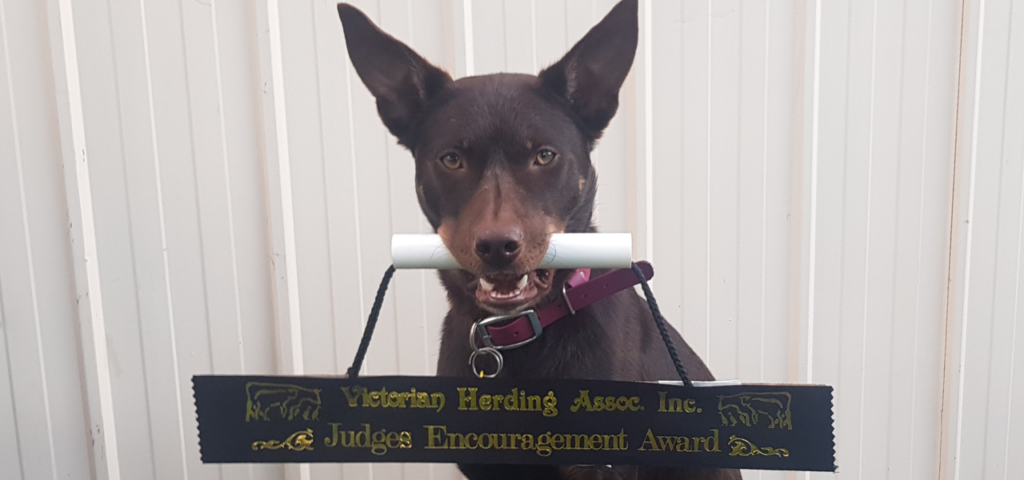 Mojo's Herding Encouragement Ribbon