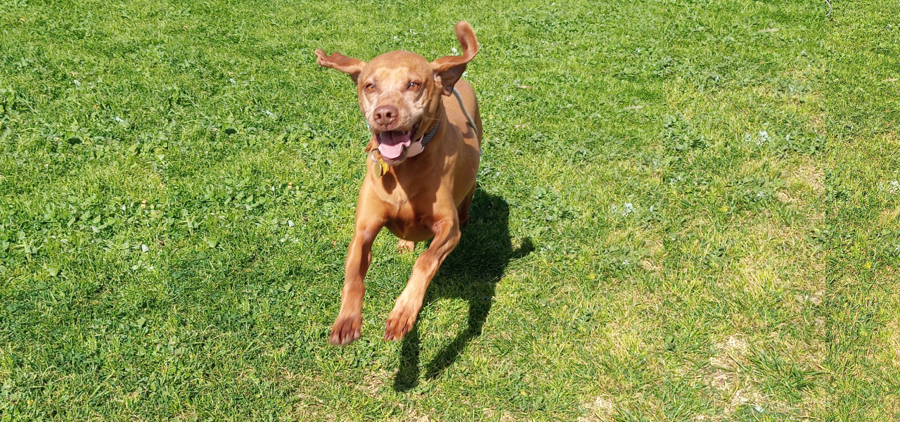 Off-Leash Etiquette Blog Banner