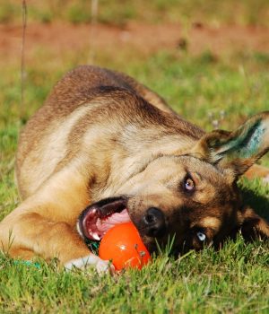 King's K9 Dog Training Services