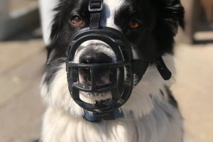 dog training packages
