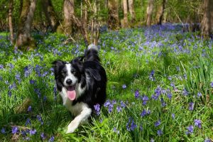 dog training packages - services