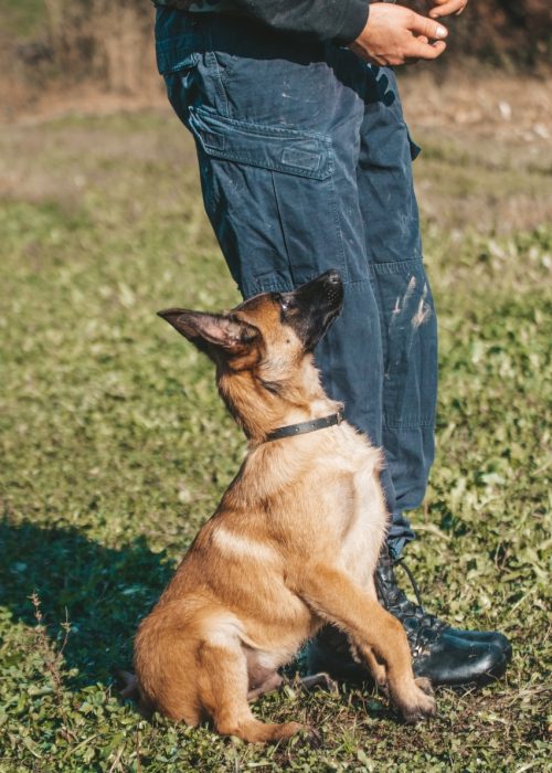 Group Dog Training Classes King's K9 Dog Training